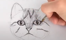 drawing cats